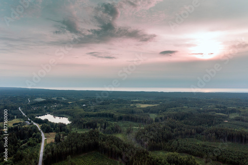Pine forests next to gulf of Riga  Latvia.