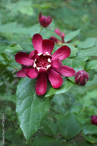 Eastern sweetshrub (Calycanthus floridus). Called Carolina spicebush also