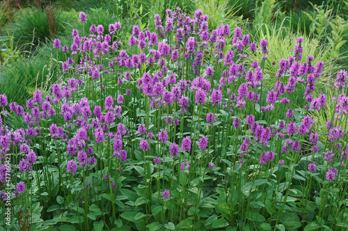 Common Hedgebettle (Betonica officinalis). Called Betony, Purple betony, Wood betony and Bishopwort also. Another botanical name is Stachys officinalis photo