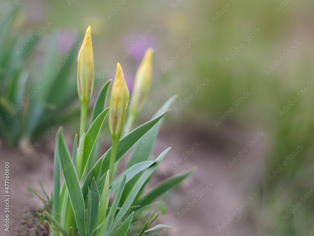 Wild flowers are bloom in the meadow. Yellow iris flower (Iris pumila) close up. Soft background. Wild flowers are bloom in the meadow. Yellow iris flower (Iris pumila) close up. Soft background.