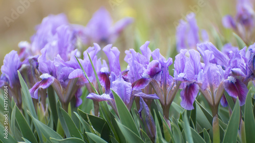 Wallpaper of blooming blue irises (Iris pumila). Wild flowers in the field in spring. photo