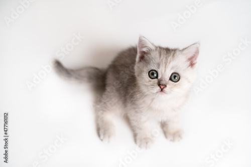 white and gray kitten on a white background, isolated, top view