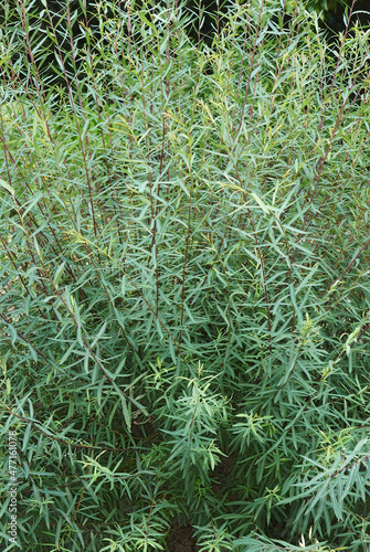Purple willow (Salix purpurea). Called Purpleosier willow and Purple osier also photo
