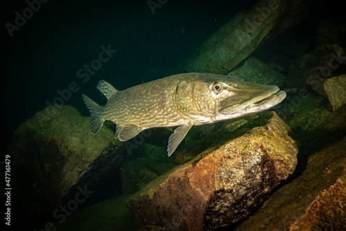 Big pike in a flooded quarry 