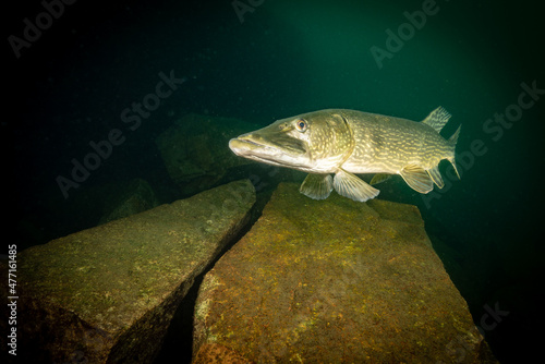 Underwater photo of big pike in lake