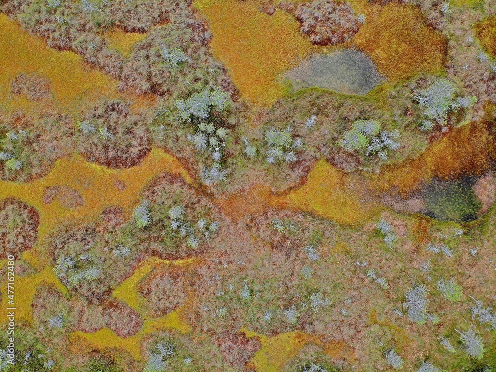 autumn swamp is multi-colored near a forest lake with mirror water. alien landscape. Aerial drone view. Flying over. View from top down. abstract texture background pattern