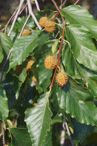 American beech (Fagus grandifolia). Known as North American beech also. photo