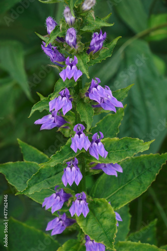 Blue cardinal flower (Lobelia siphilitica). Called Great blue lobelia and Great lobelia also.