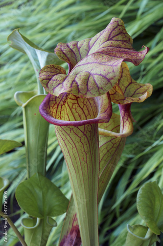 Hydrid Trumpet pitcher (Sarracenia)