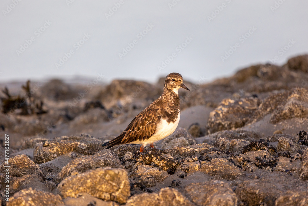 Pectoral sandpiper close up alone on the beach looking for food. Pectoral sandpiper close up alone on the beach looking for food.