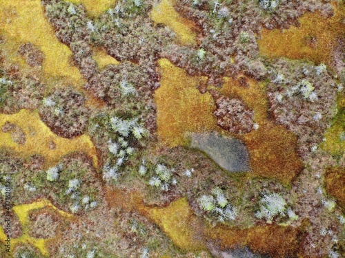 autumn swamp is multi-colored near a forest lake with mirror water. alien landscape. Aerial drone view. Flying over. View from top down. abstract texture background pattern