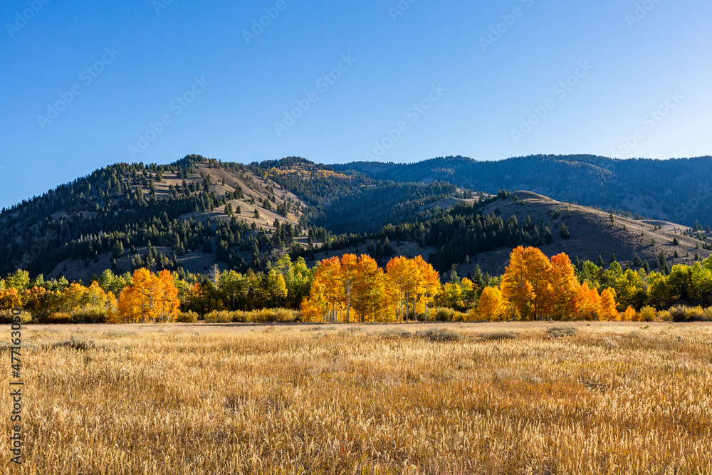 USA, Idaho, Sun Valley, Fall foliage USA, Idaho, Sun Valley, Fall foliage