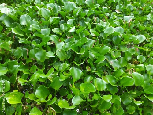 Wallpaper Mural Group of green water hyacinth floating plant Torontodigital.ca