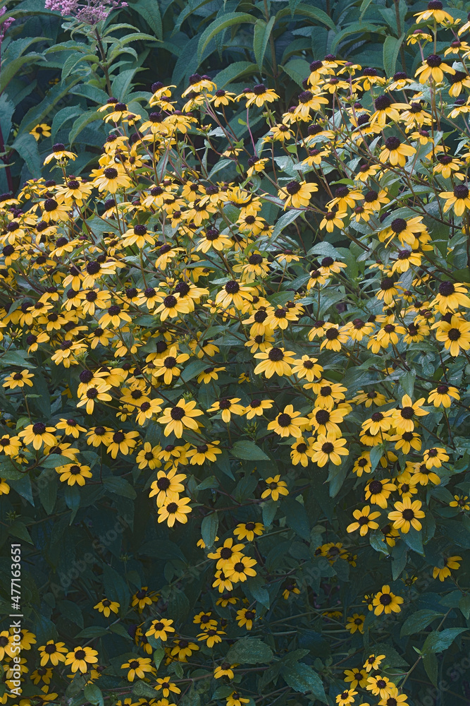 Browneyed susan (Rudbeckia triloba). Called Thin-leaves coneflower and Three-leaved coneflower also.