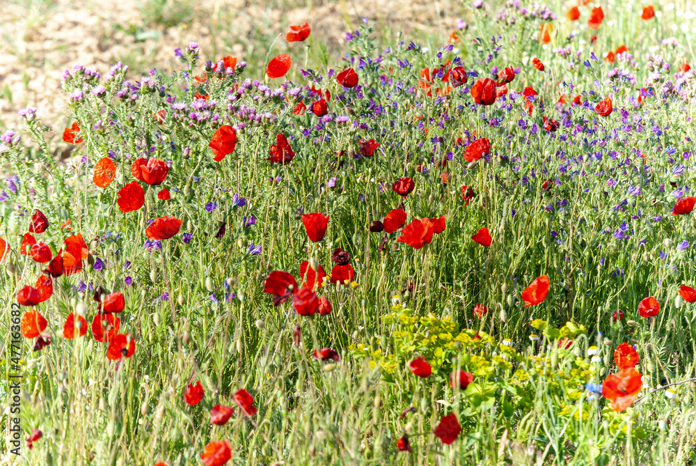 Naklejka premium Coquelicot, Papaver rhoeas