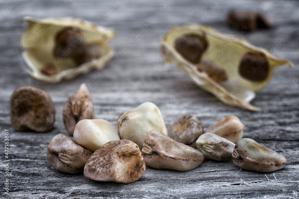 Grass pea (Lathyrus sativus), edible legume of Africa and Asia Stock