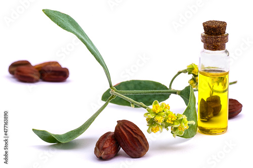 Jojoba (Simmondsia chinensis) oil, leaves, flower and seeds photo