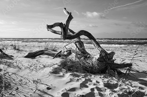 Fototapeta Naklejka Na Ścianę i Meble -  Tree root lying on the Baltic Sea coast on the beach in front of the sea in black and white.