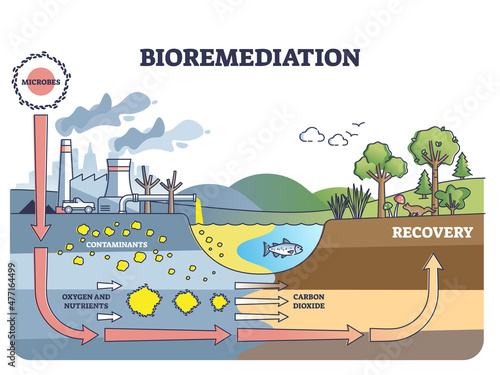 Bioremediation and contaminated soil or water recovery with adding microbes outline diagram. Labeled educational process description with stages for toxic pollution reduction vector illustration.