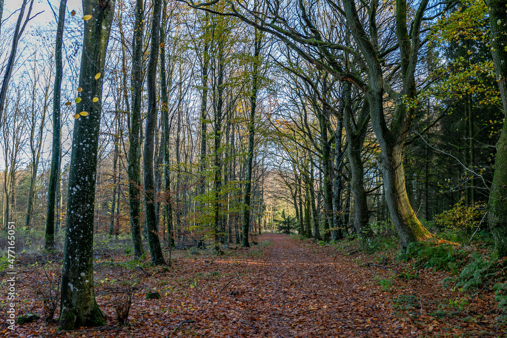 Danish beech forest in central Jutland. Danish beech forest in central Jutland.