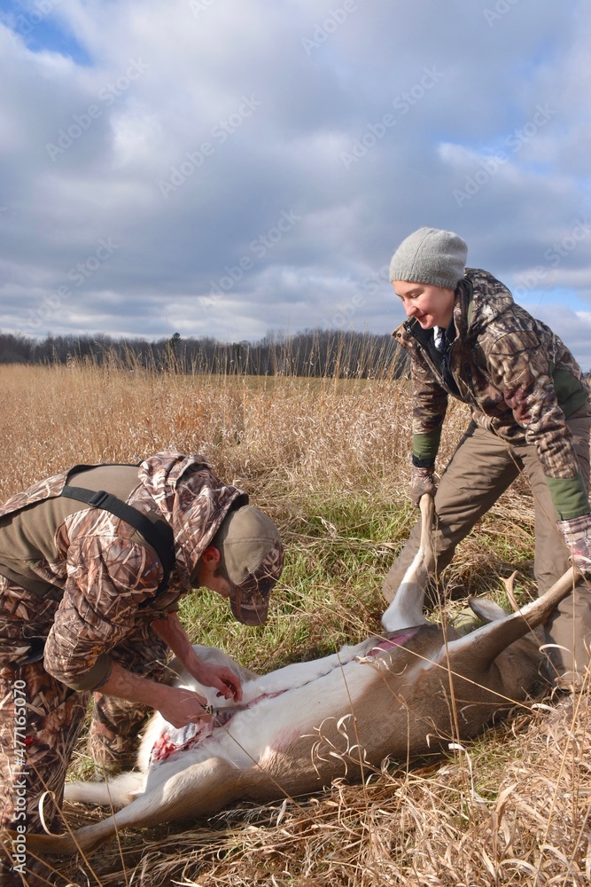 Naklejka premium Hunter work to field dress a deer 