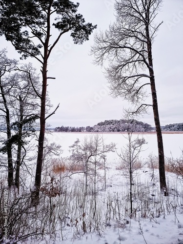 trees in the snow