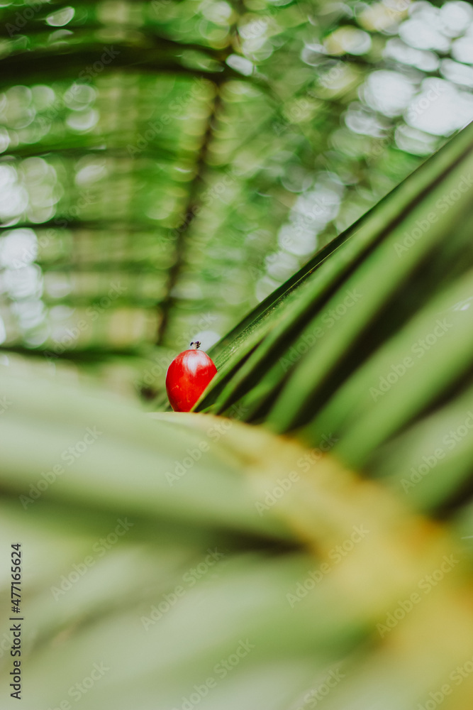 ladybird on a leaf