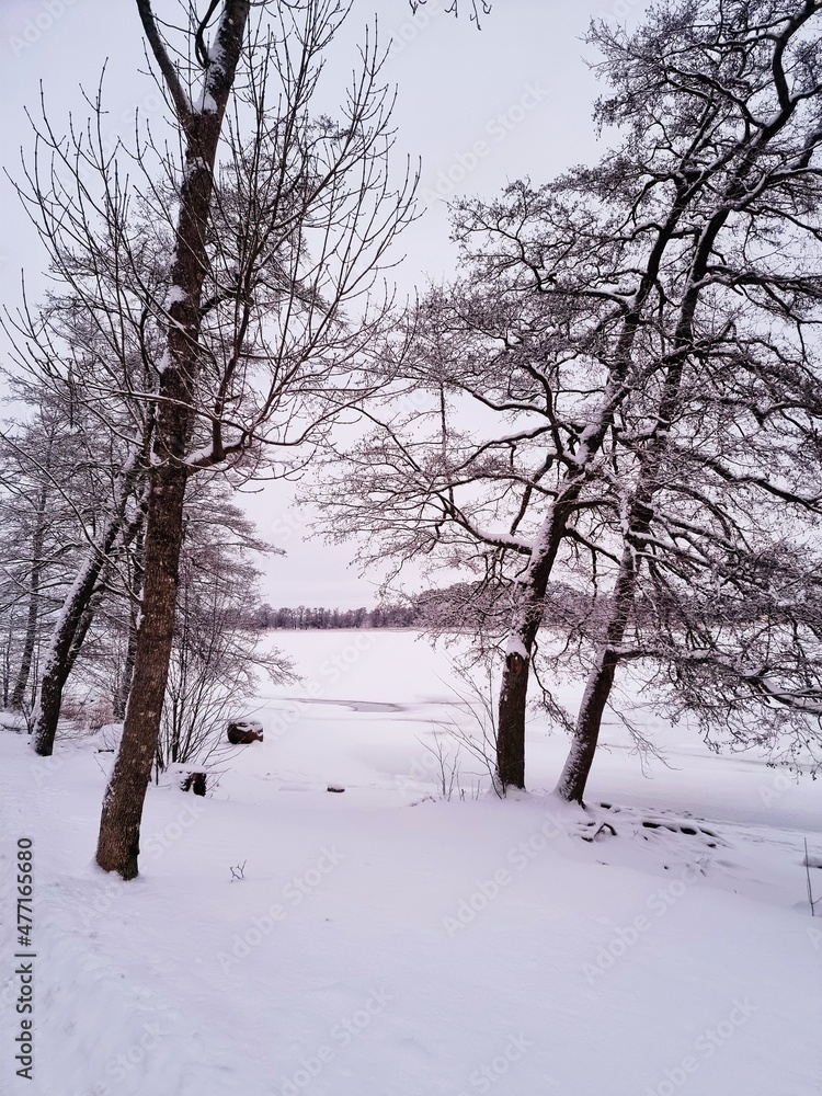 Obraz premium trees in snow