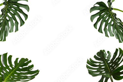 Green plant monstera on white background.