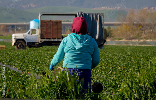 Картината върху платно Female farm worker in a hooded sweatshirt holding a box near a field with a truc