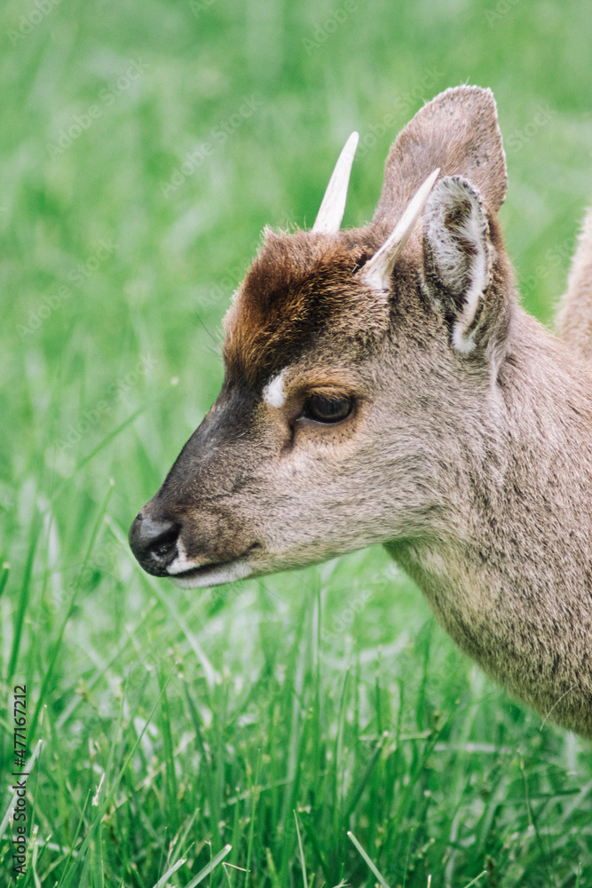 Fototapeta premium small deer in the park