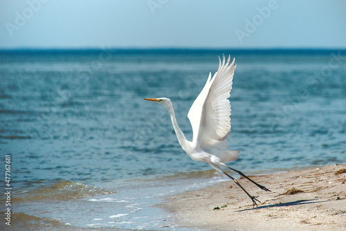 Fotografie A heron bird in flight, an extraordinary and unbelievable moment of a bird taking off