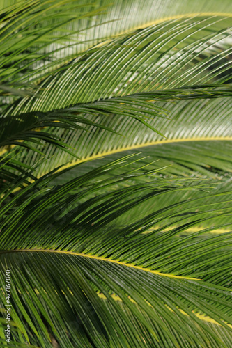 Green Palm leaf pattern texture abstract background. Beautiful landscape. Soft focus. Beautiful Palm trees of Turkey. Background. Beautiful nature of Turkey. Beautiful  leaves of tree in sunlight