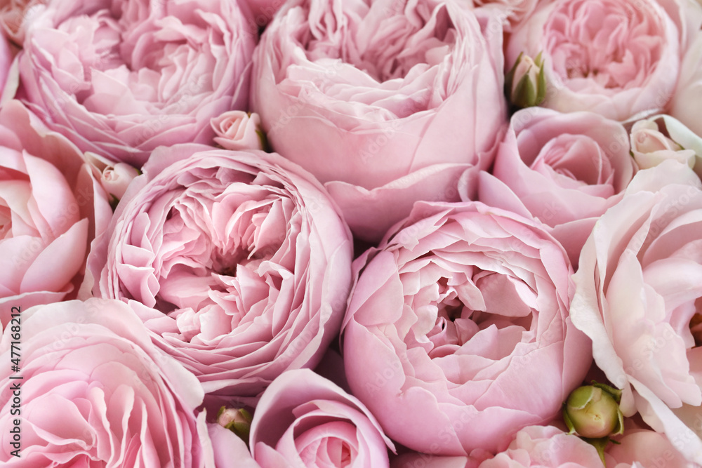 Obraz premium Delicate blooming festive roses and light pink flowers background, blossoming rose flower soft pastel frame, bouquet floral card