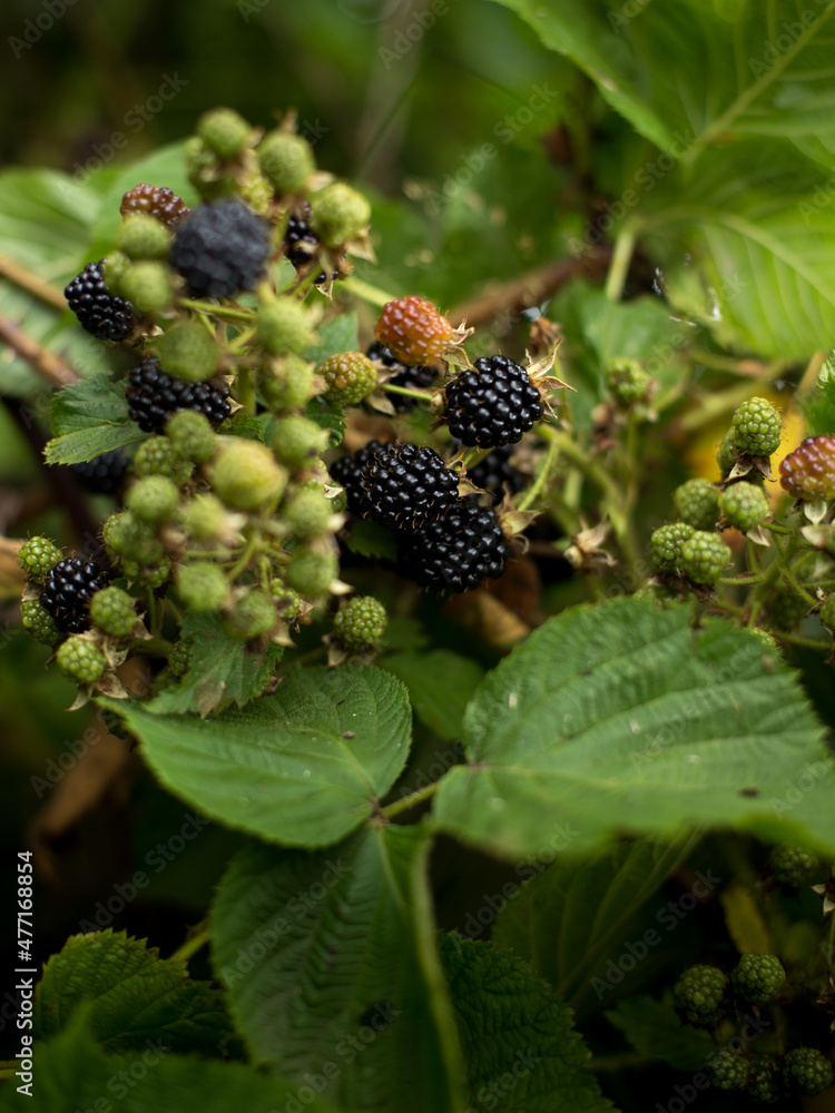 Blackberry with beneficial and healing properties for the whole body Blackberry with beneficial and healing properties for the whole body