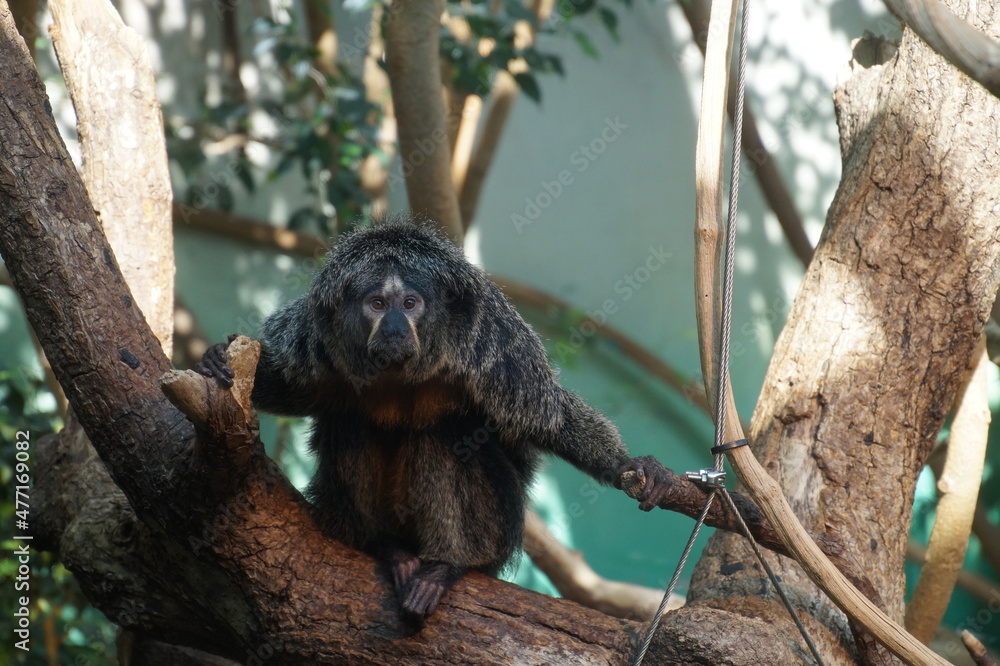 Obraz premium Gibbon auf Ast sitzend