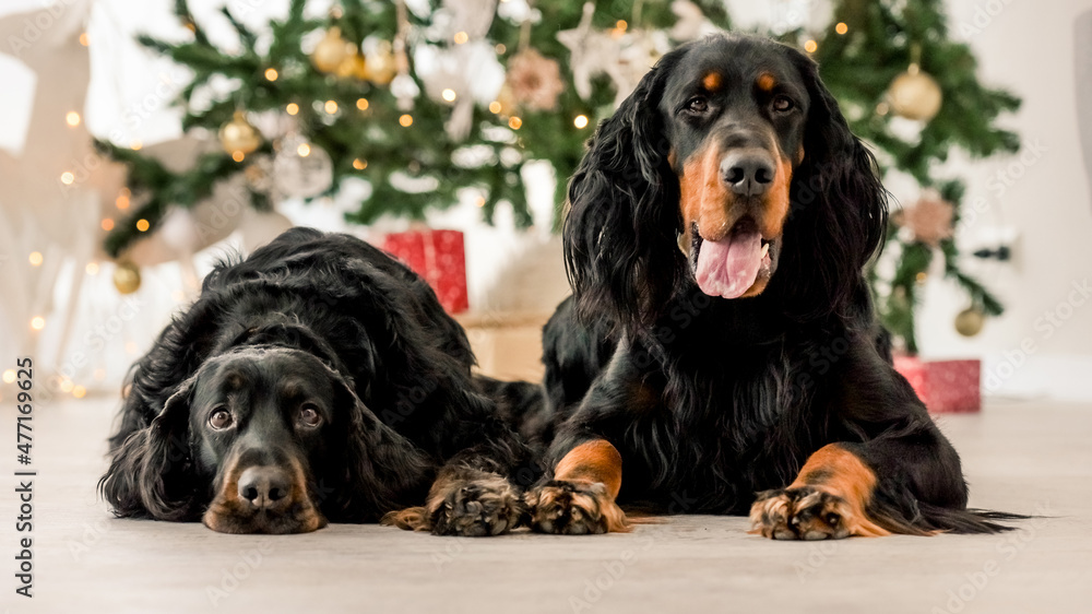Gordon setter dogs in Christmas time