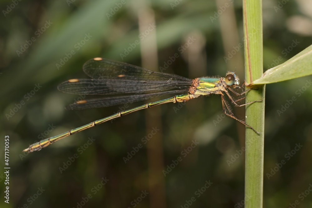 Emerald Damselfly on the grass Emerald Damselfly on the grass