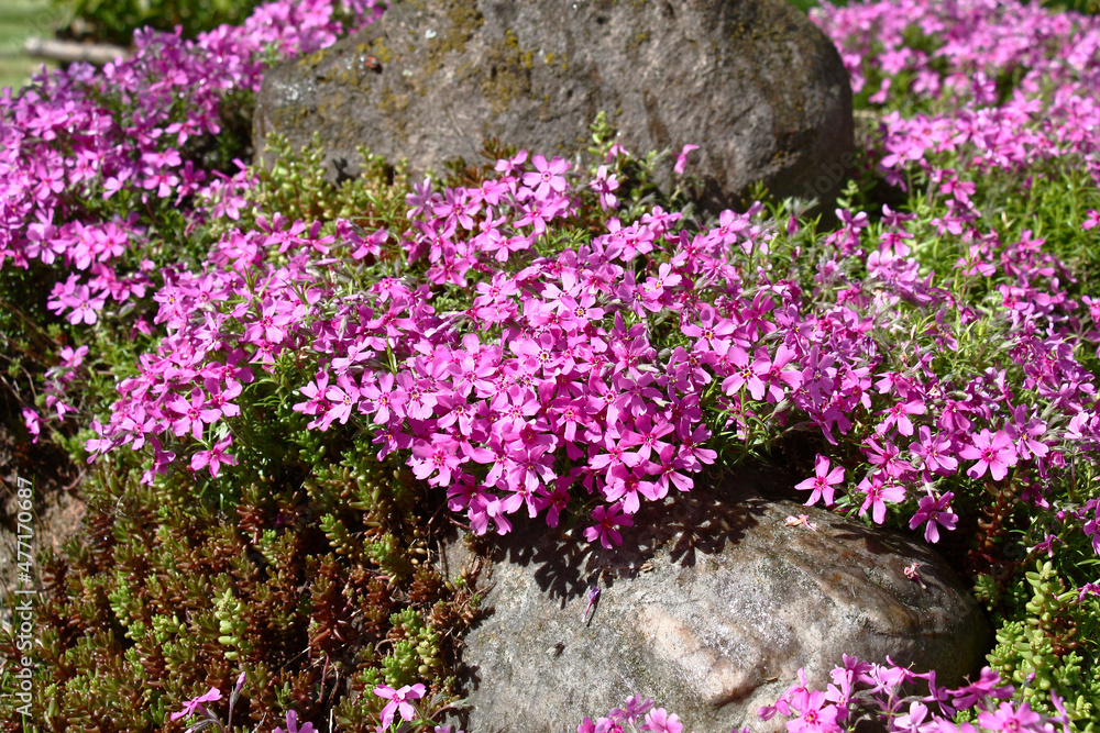 Around large stones the sedum and plentifully blossoming phlox subulata grow. Pink-purple carpet. Around large stones the sedum and plentifully blossoming phlox subulata grow. Pink-purple carpet.