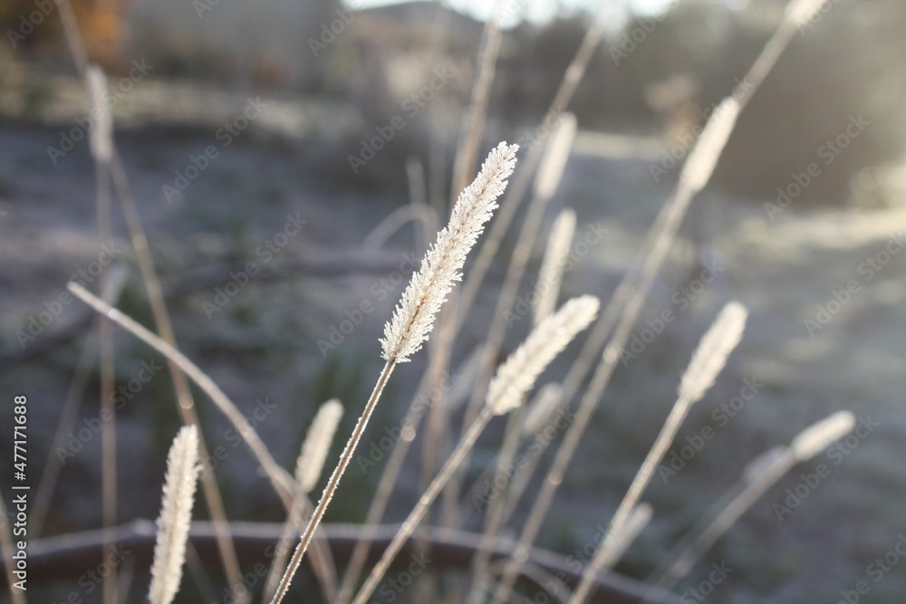 Gräser im winterlichen Sonnenlicht mit Raureif Gräser im winterlichen Sonnenlicht mit Raureif