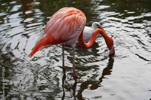 Beautiful flamingo and white birds in the water