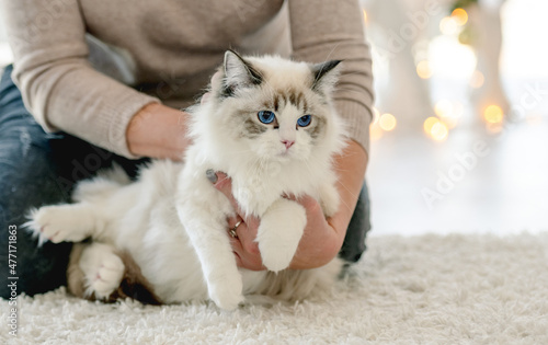 Girl with ragdoll cat in Christmas time photo