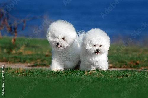 bichon frize cute dog lovely portrait for a walk in the park
