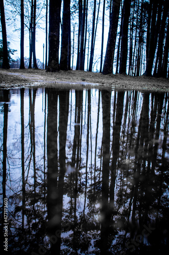tree reflection