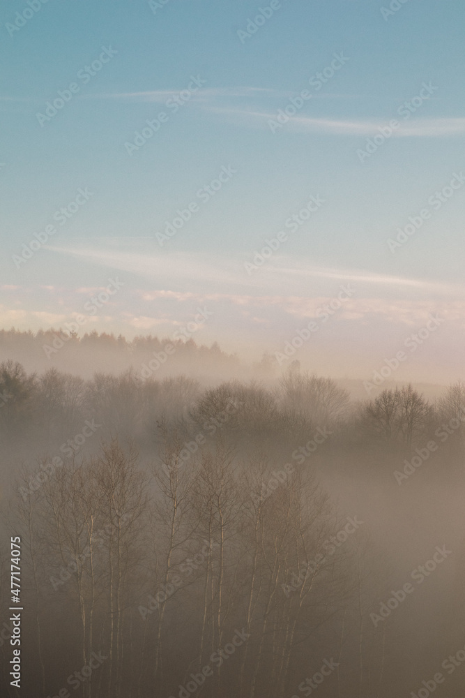 misty morning in the forest misty morning in the forest