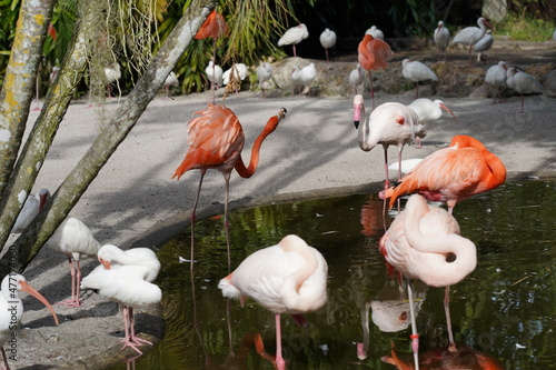 Beautiful flamingo and white birds in the water