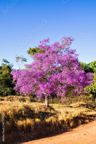 a tree with pink flowers on the side of the dirt road