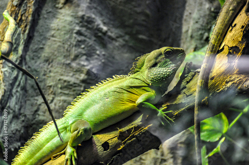 A large green iguana on a tree branch in the terarium at Barcelona Zoo, Spain photo