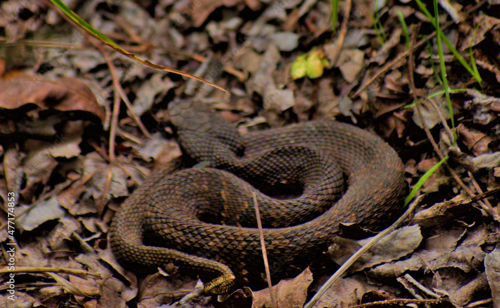 Obraz premium Cottonmouth