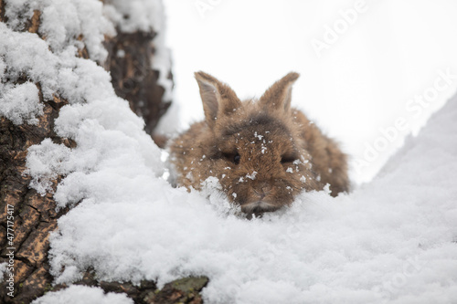 little brown bunny in the snow © serikbaib